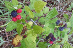 Rubus niveus