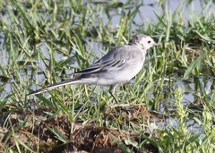 Motacilla alba