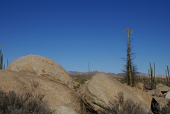 Fouquieria columnaris