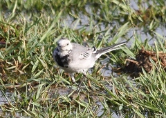 Motacilla alba