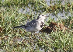 Motacilla alba