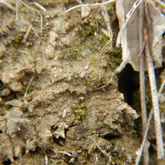 Pterygoneurum ovatum