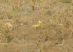 Motacilla flava leucocephala