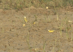 Motacilla flava leucocephala