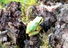 Hyla walkeri