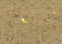 Motacilla flava leucocephala