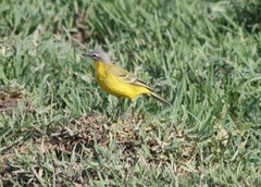 Motacilla flava beema