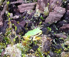 Hyla walkeri