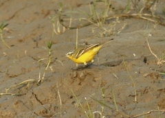 Motacilla flava beema