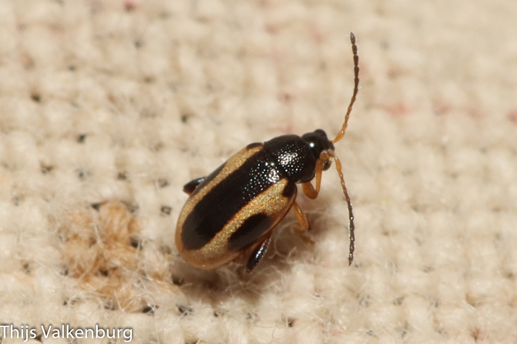 Phyllotreta rugifrons