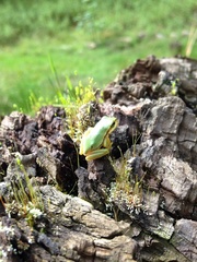 Hyla walkeri