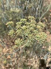 Foeniculum vulgare