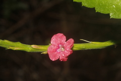 Stachytarpheta miniacea
