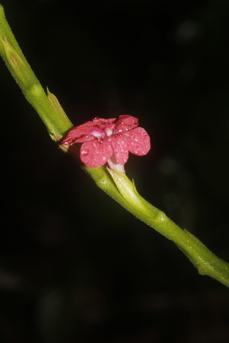 Image of Stachytarpheta miniacea by (c) Juan Cruzado Cortés, some rights reserved (CC BY-SA)