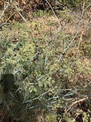 Foeniculum vulgare