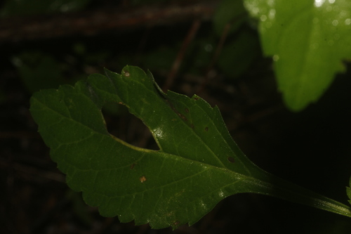 Stachytarpheta miniacea, photograph 3