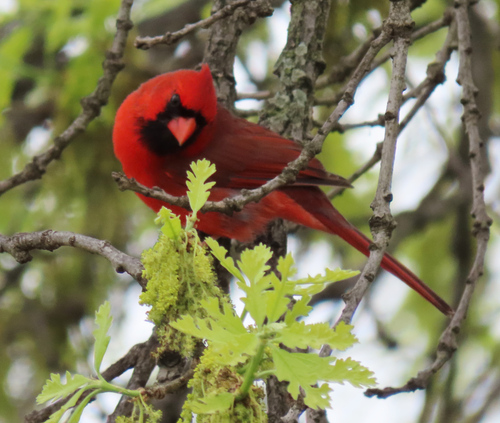 Northern Cardinal photographed in Kansas