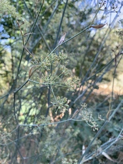 Foeniculum vulgare
