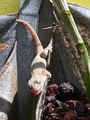 Thecadactylus rapicauda