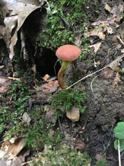 Phylloporus leucomycelinus