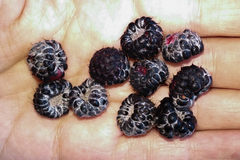 Rubus niveus