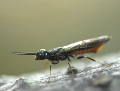 Xiphydriidae