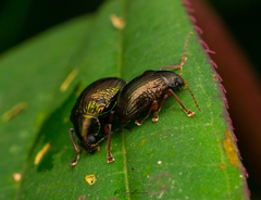 Coleoptera