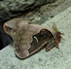 Callosamia angulifera