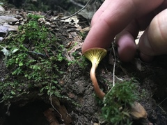 Phylloporus leucomycelinus