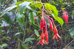 Fuchsia triphylla