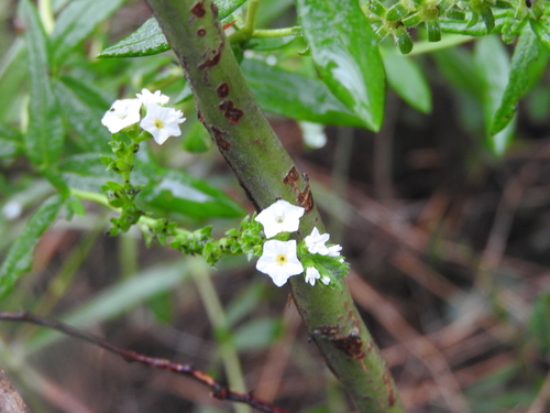 Euploca filiformis (Euploca filiformis)