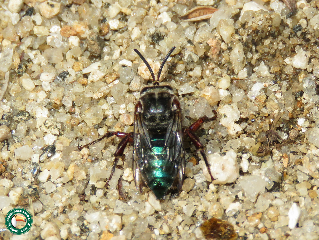 Mesoplia rufipes