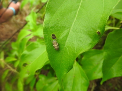 Aeneolamia albofasciata