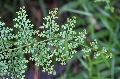 Image of Odontosoria aculeata by (c) Kristof Zyskowski, some rights reserved (CC BY)