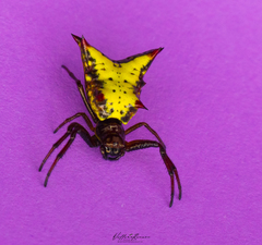 Micrathena crassa