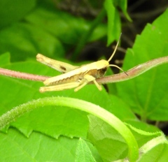 Boopedon flaviventris