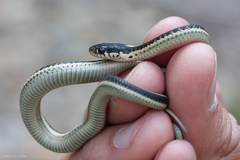 Thamnophis elegans elegans