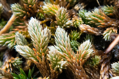 Selaginella wallacei image
