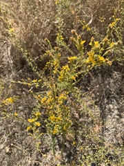 Holocarpha virgata virgata