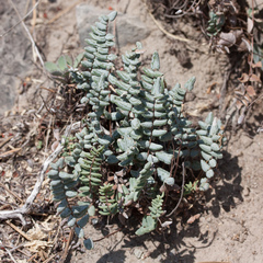 Pellaea bridgesii