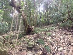 Peperomia urvilleana