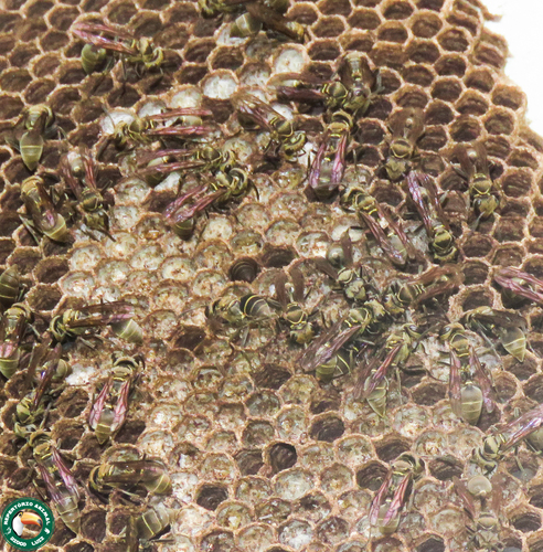 Metapolybia cingulata