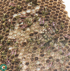 Metapolybia cingulata