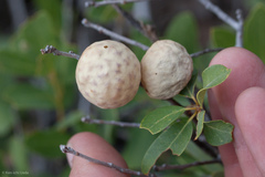 Quercus vacciniifolia