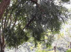 Calocedrus macrolepis