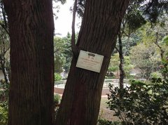 Calocedrus macrolepis