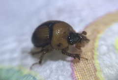 Bolbocerosoma bruneri