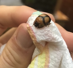 Bolbocerosoma bruneri