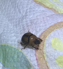 Bolbocerosoma bruneri