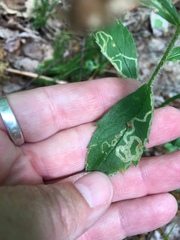 Phytomyza albiceps group